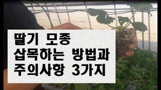 딸기 모종 삽목하는 방법과 주의사항 3가지