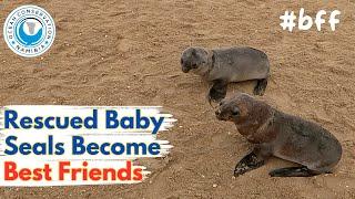 Rescued Baby Seals Become Best Friends