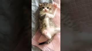 cute cats #cute #cat #kitten #猫 #catlover #catvideos #meow