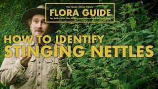 Stinging Nettle - How to ID them!  || Nerdy About Nature Flora Guide