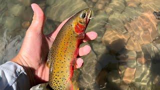 Colorado Native-Fly Fishing the Colorado Backcountry