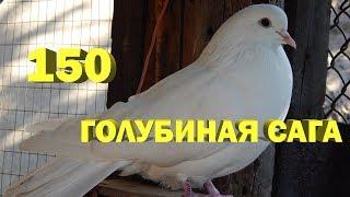 Неожиданное пополнение - Голубиная сага - Серия 150