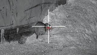 RAT HUNTING with a "DIFFERENCE"