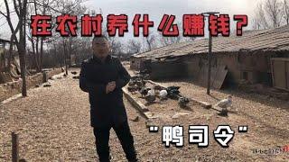 农村养殖什么最靠谱？投资小易管理，市场需求大收益还高，了解下