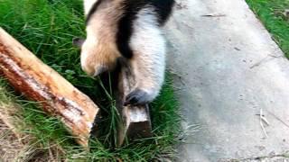 anteater eating ants