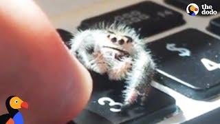 Adorable Spider Gives Dad High Fives | The Dodo