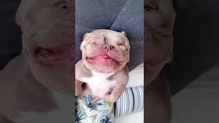 Why my dog do like this  #pet #dog #asmr