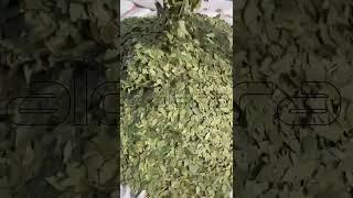 THE BEST TURKISH DRIED BAY LEAVES GREENISH