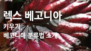 렉스 베고니아 키우기 방법, 베고니아 분류법 소개