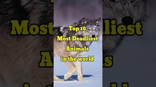 Top 10 Most Deadliest animals in the world
