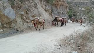 Transportation in hilly areas by MULE