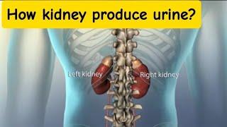 How kidney produce urine| 3D animation| Class 12