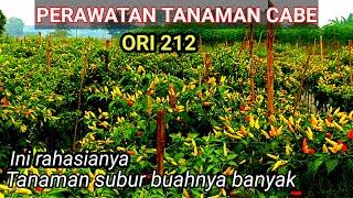 PERAWATAN TANAMAN CABE AGAR BERBUAH BANYAK