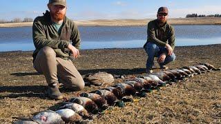 HUGE FLOCKS On Tiny Traffic Marsh (Limited Out) Duck Hunting