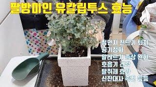 공기정화는 기본, 다양한 효능의 유칼립투스 분갈이 하기 /화분에 심기ㅣ planting Eucalyptus in pot