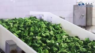 FROZEN BROCCOLI PROCESSING----Professional manufacturer from XIAMEN SINOCHARM