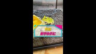 水族玩家向爬宠玩家迈出的第一步，养角蛙...