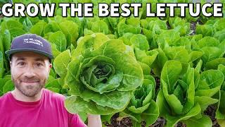 How To Grow The BEST LETTUCE Of Your Life With 5 EASY Tips!