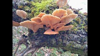 Some very nice clusters of oyster mushroom