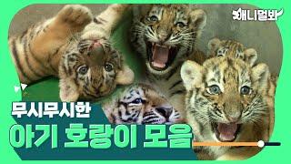 아이코 무서워 아기 호랑이 모아보기ㅣOh I’m scared  Baby Tigers Compliation 