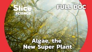 Unlocking Algae's Potential: From Pollution to Super Substance | SLICE SCIENCE