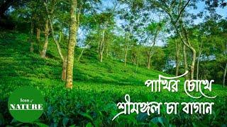 Sreemangal Tea Garden, Drone View | পাখির চোখে শ্রীমঙ্গল চা বাগান | Dji Mavic Air 2 Footage |