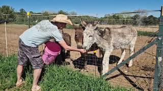 Donkeys of Crawford, Colorado - video 1/3 - 19.05.2024