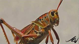 Florida's Giant Orange Grasshopper - YouTube HD