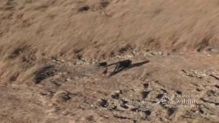 Dingo Hunts and Kills Feral Pigs in Rare Aerial Footage