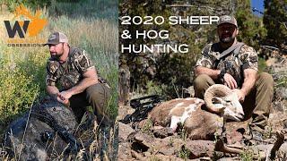 Hunting Painted Desert Sheep in Colorado ( Archery, High Fence Hunt )