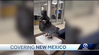 New Mexico Tech creates drones using real bird parts