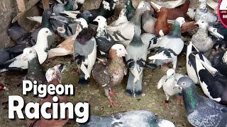 Welcome Se Wakeel Khalifa Ka Kabutar Gayab | Racing Pigeon | Delhi Ki Kabootar Bazi