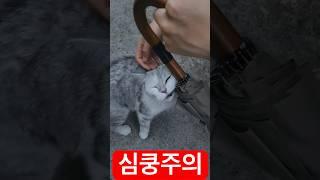 개냥이의 매력발산 #개냥이 #길고양이 #길냥이 #냥이 #야옹이 #집사 #집사의일상 #심쿵 #심쿵영상