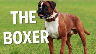 Boxer Dogs: The Good, The Bad, & The Ugly