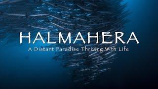 HALMAHERA DIVING | A Distant Cinematic Paradise (4k)