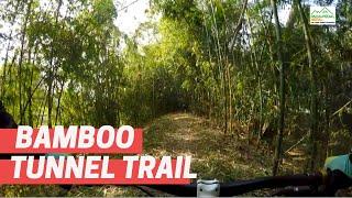 Cycling through the Natural tunnel through bamboo forest | JHAPA