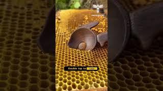 Nature's finest gift  #honey #honig #honing #miele #onequeen 