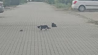 Funny cats vs rat.  Cats are not the same anymore.