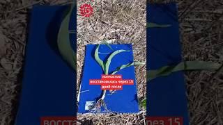 ️Кукуруза полностью восстановилась после заморозков #lg_seeds_russia #кукуруза #заморозки