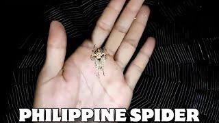 GAGAMBANG TAGALOG OVERLOAD SPIDER HUNTING