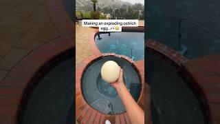 Exploding a MASSIVE Ostrich Egg! 