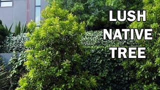 LUSCIOUS® Tristaniopsis is a gorgeous, shiny foliage landscape tree | Ozbreed Advanced Tree Range