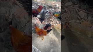 Những con gà mào đẹp ăn thóc siêu đáng yêu #congiday #chicken #chickens #animals