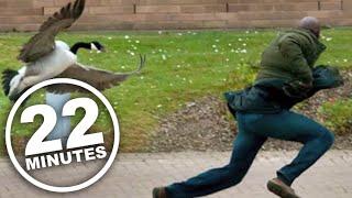 22 Minutes: Canada Goose Attack Ad