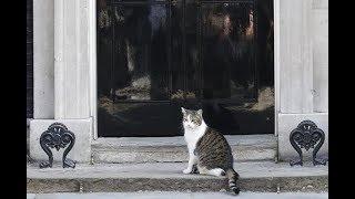 Larry the Cat, U.K. Chief Mouser, Escorted into 10 Downing Street