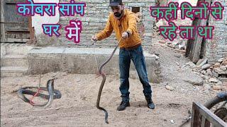 🪱 घात लगाए घर में छुपा बेटा था कोबरा सांप dk panchal | animal rescue etc