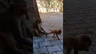 desi bandar ka bacha #monkey #monkeyvideo #bandar