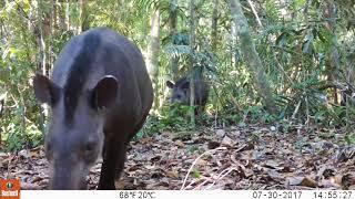 Tapir y su cría (Tapirus terrestris)