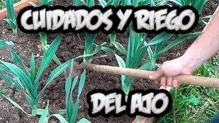 Cultivo Del Ajo : Cuidados Y Como Regar Los Ajos || La Huertina De Toni