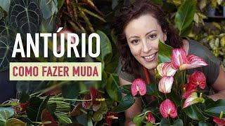 Como FAZER MUDA de ANTÚRIO